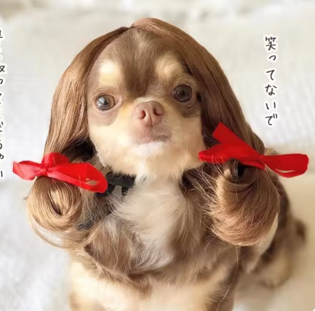 NONOR Pet Wigs - Cosplay Hair Hats, Halloween & Christmas Props for Dogs & Cats