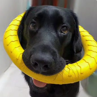 Durable Flying Chew Toy for Dogs