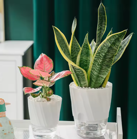 Self-Watering Flower Pot 🌱 Transparent Double Layer, Self-Absorbing Plastic Flower Pot for Indoor and Office Use