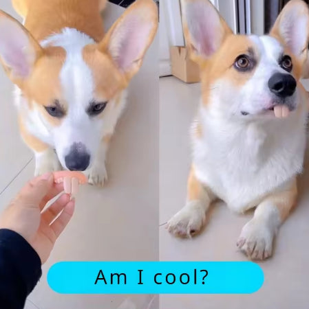 Cute Corgi Dentures Toy Puppy Cosplay & Decoration Funny Teeth Prop