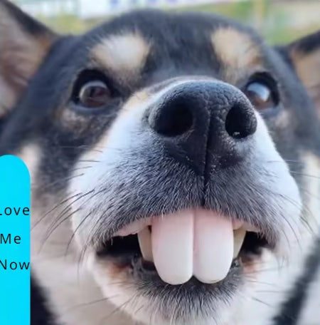 Cute Corgi Dentures Toy Puppy Cosplay & Decoration Funny Teeth Prop